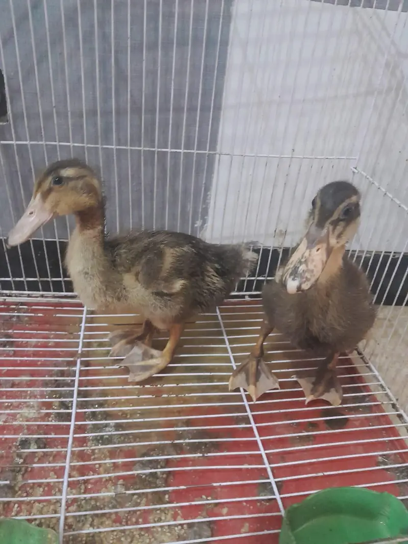 ducks for sale — photo 2