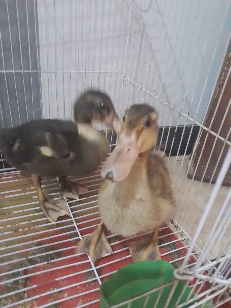ducks for sale — photo 3