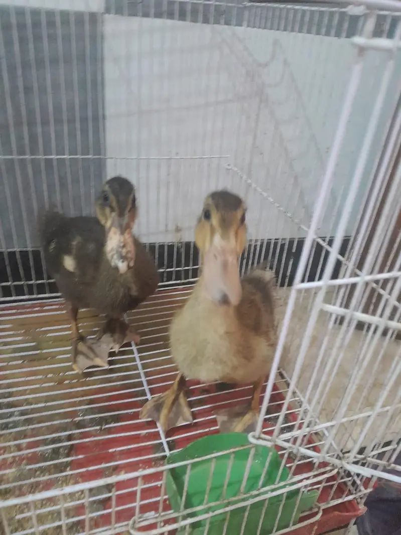 ducks for sale — photo 4
