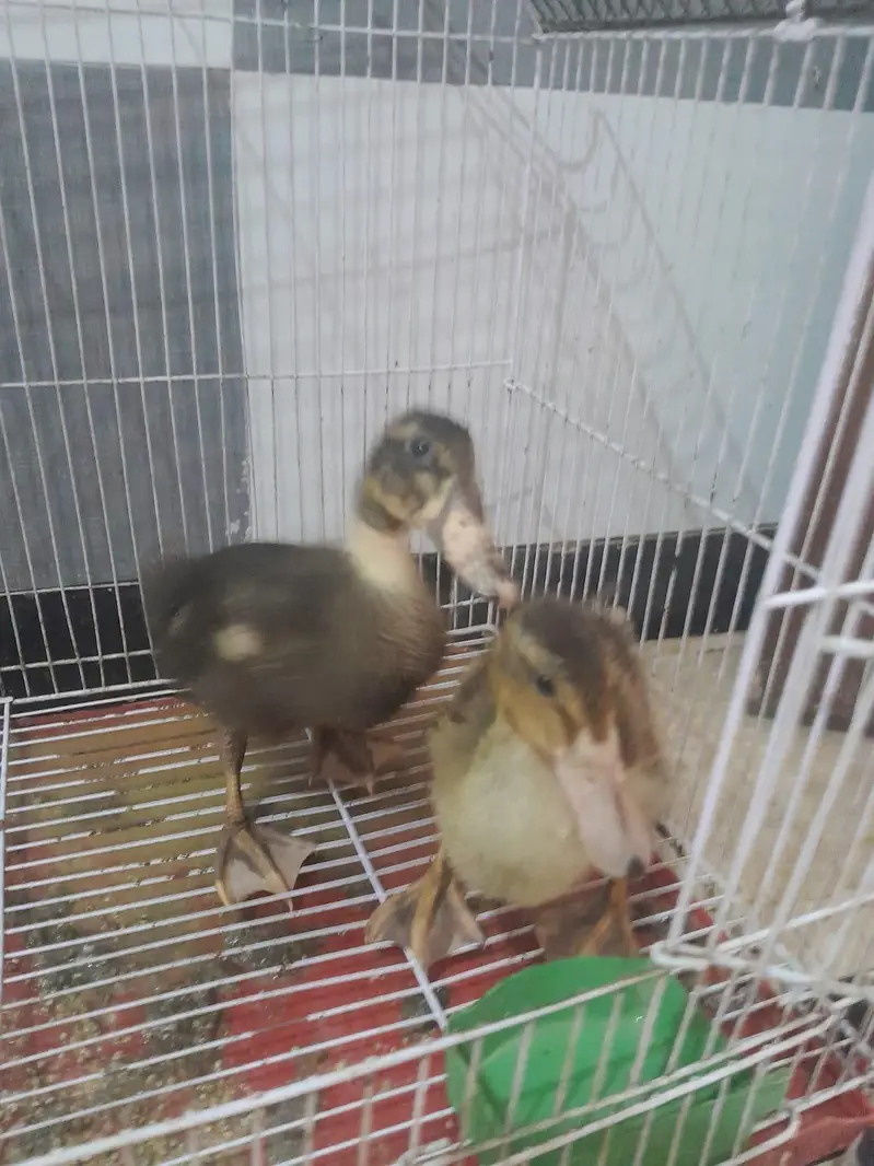 ducks for sale — photo 5