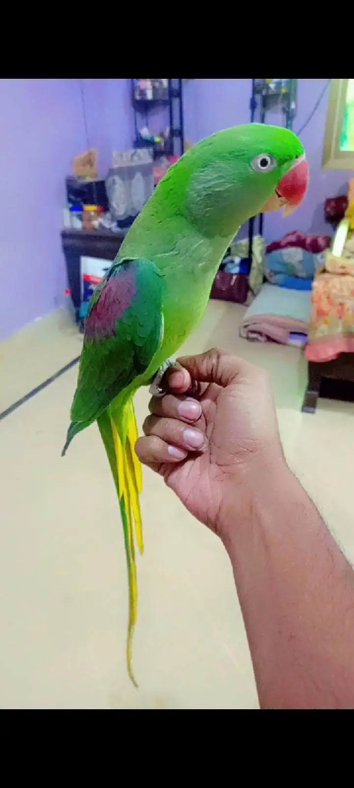 Raw talking female tame and healthy — photo 2