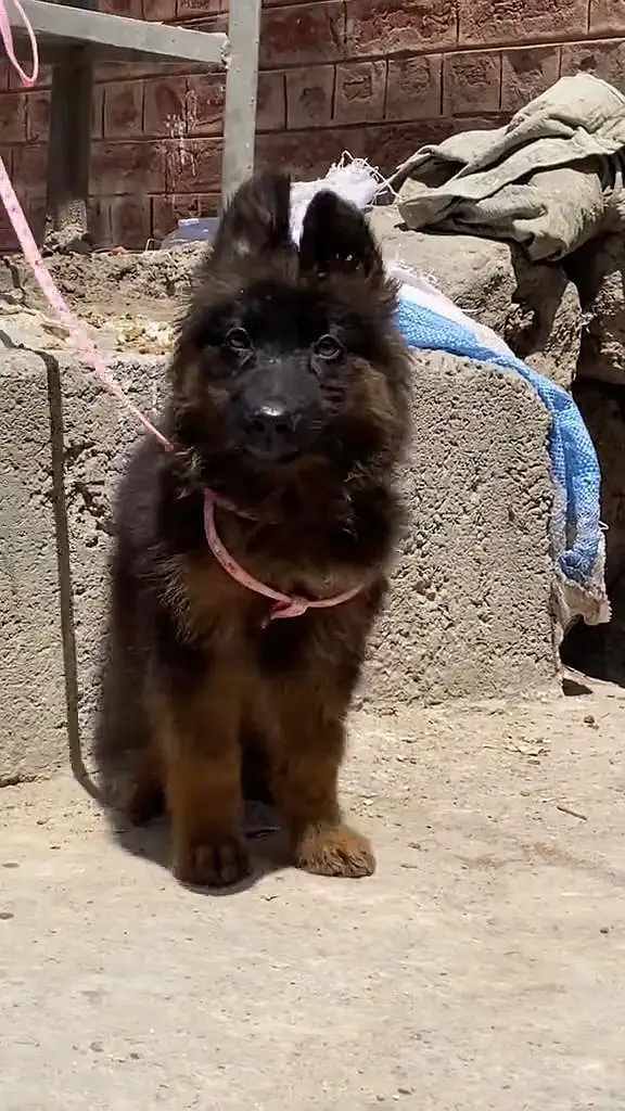 German- shepherd puppies WhatsApp contact 03441752882 — photo 4