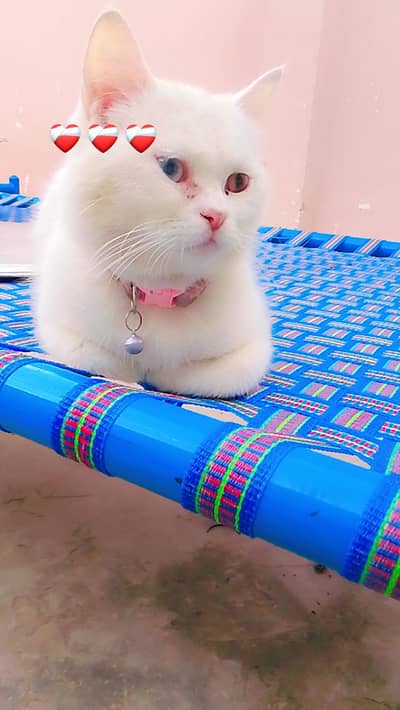 for sale beautiful cat
