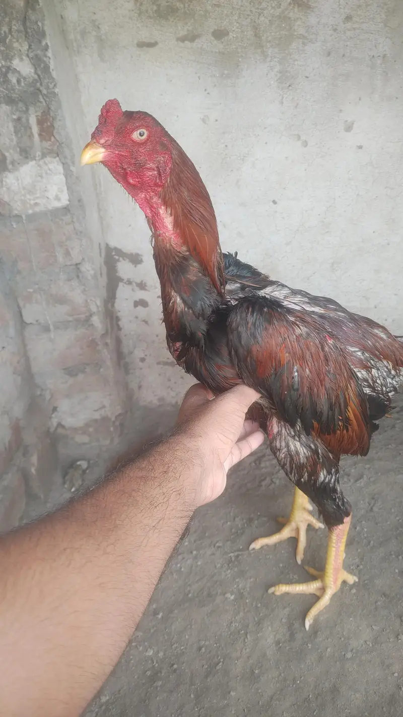 Turkish Hint pathaw hight quality pathaw — photo 6