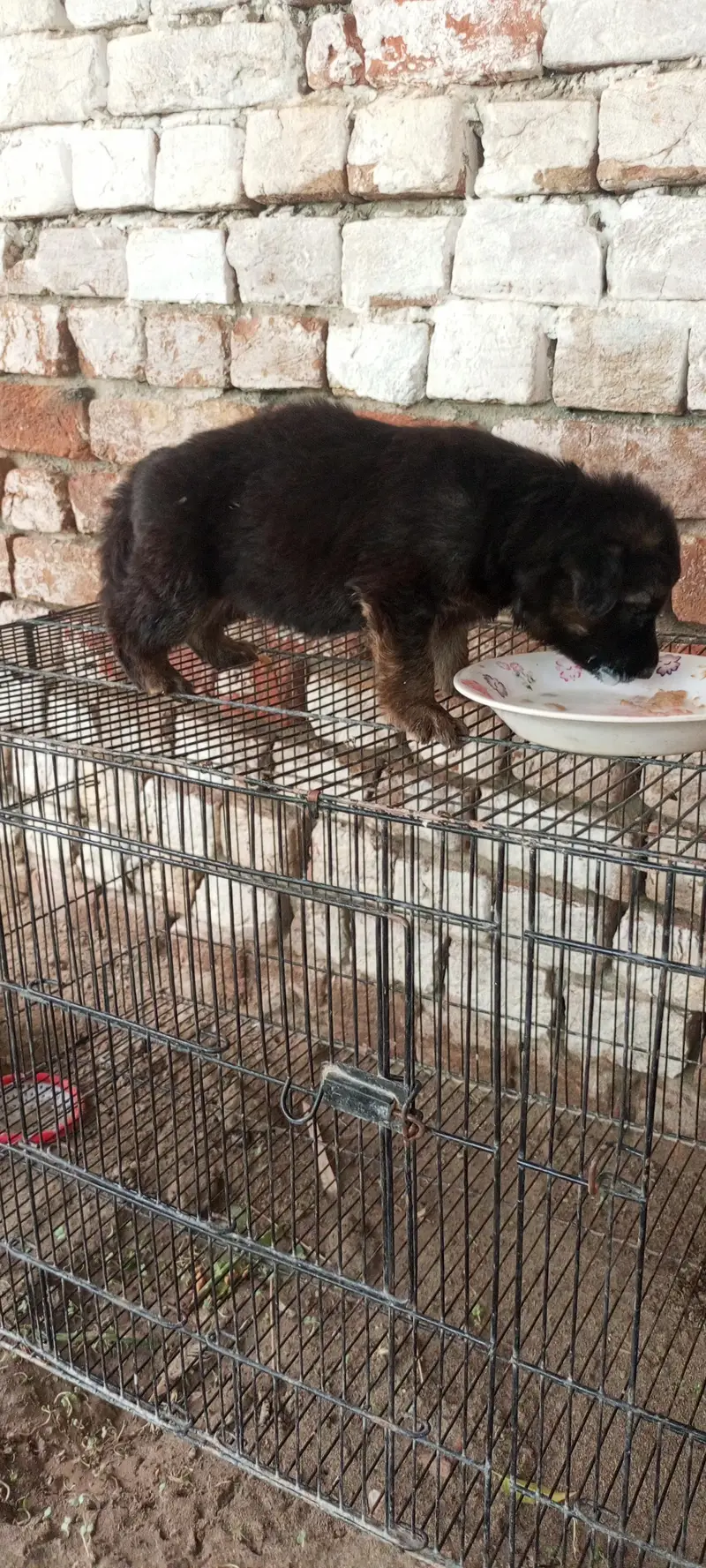 German Shepherd Black tan German Puppies Black German Shepherd — photo 2