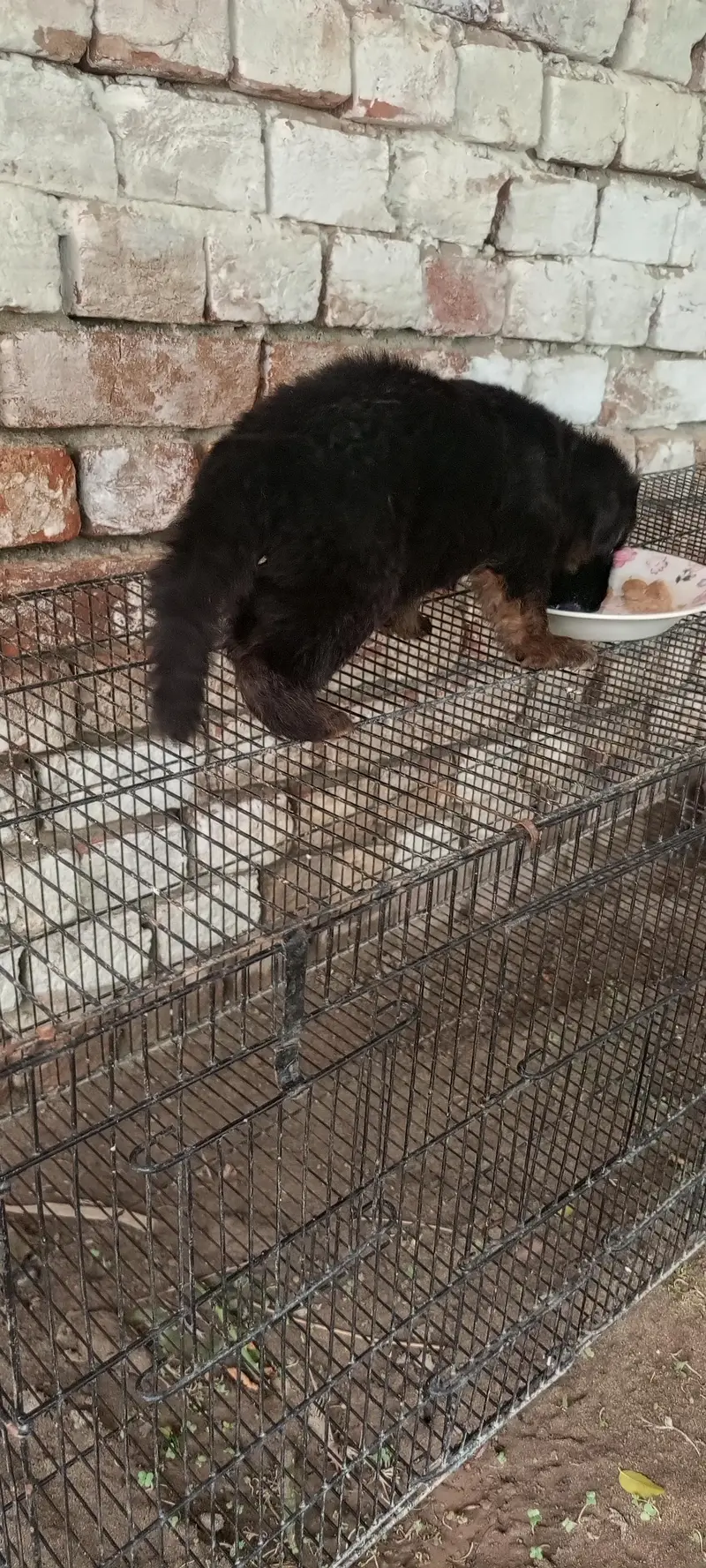 German Shepherd Black tan German Puppies Black German Shepherd — photo 3