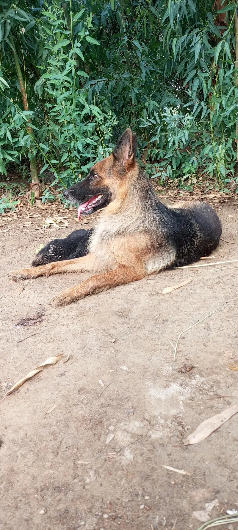 German Shepherd Black tan German Puppies Black German Shepherd — photo 6