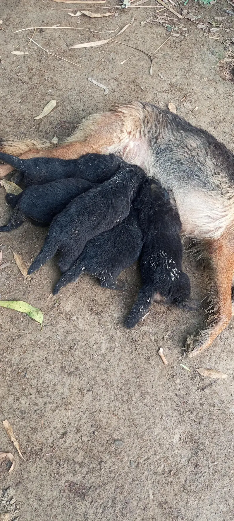 German Shepherd Black tan German Puppies Black German Shepherd — photo 7