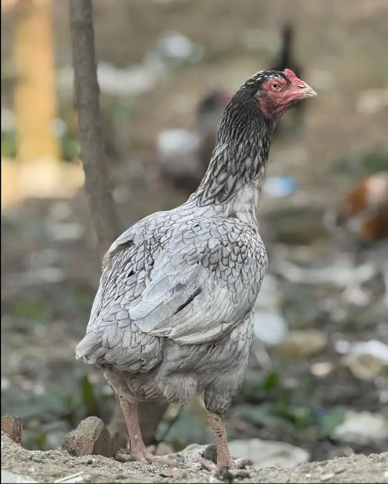 Aseel murgi for sale — photo 2