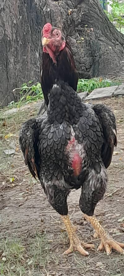 sale n exchnagedesi/fancy hens watsap03435762277