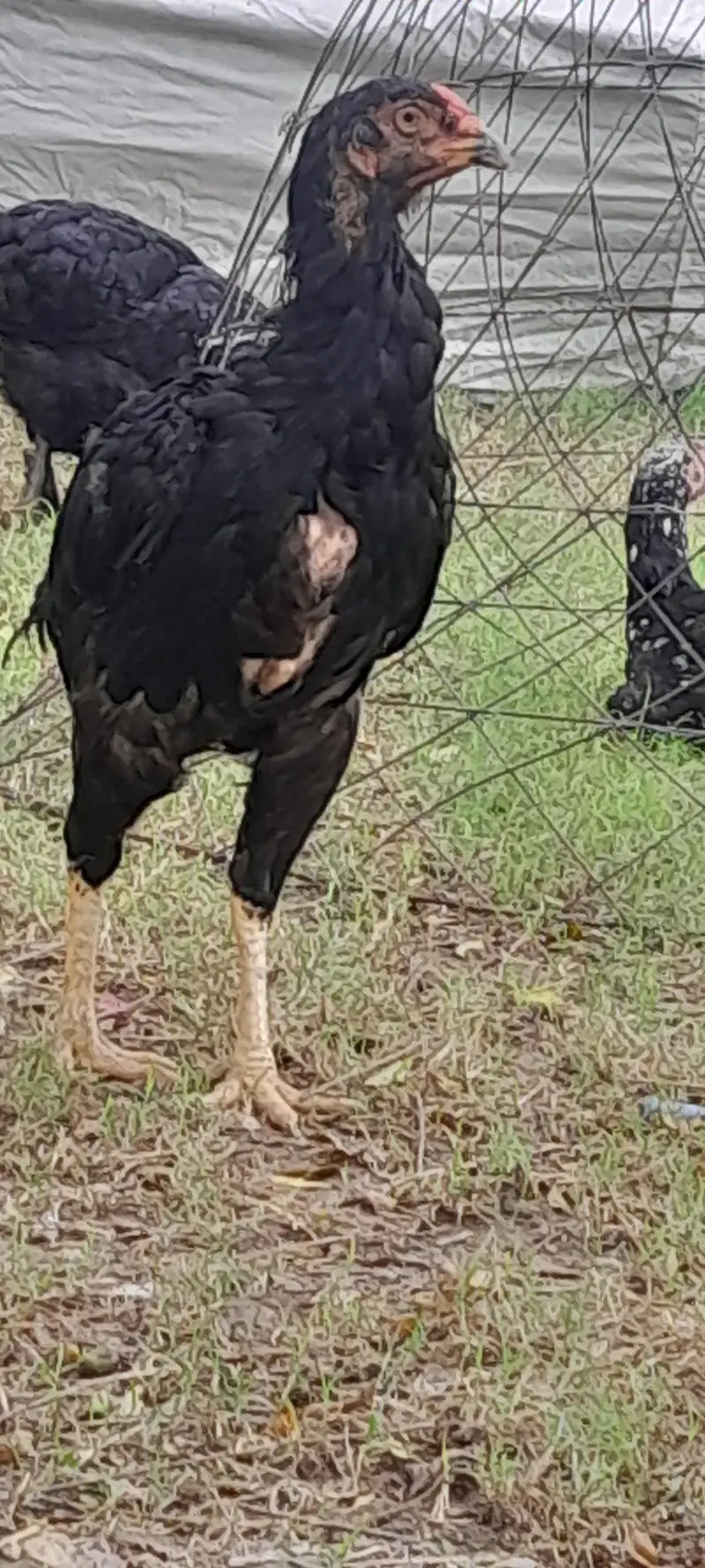 sale n exchnagedesi/fancy hens watsap03435762277 — photo 2