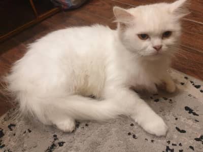Persian cats