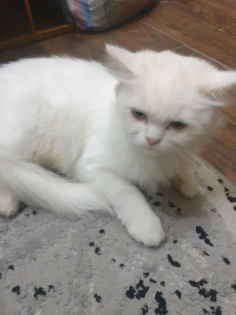 Persian cats — photo 2