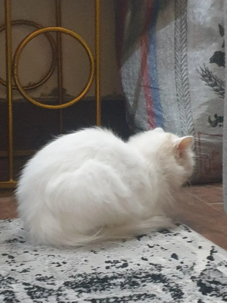 Persian cats — photo 3