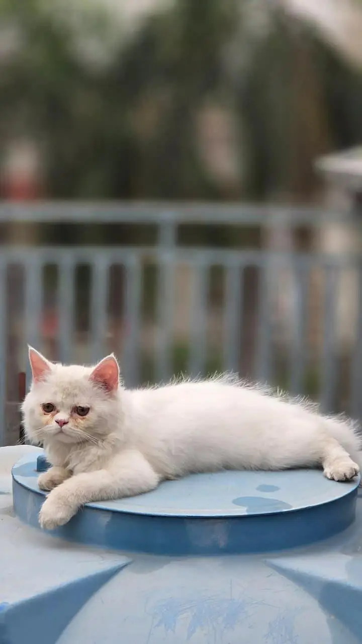 Persian cats — photo 4