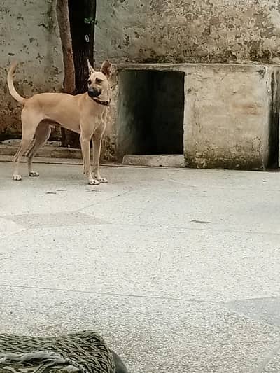 Alsatian mix breed