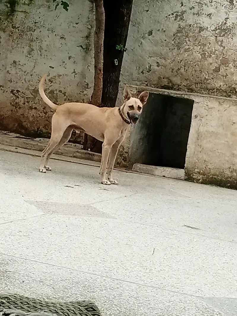 Alsatian mix breed — photo 2