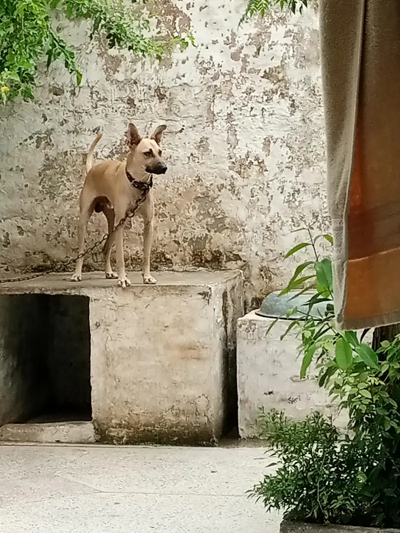 Alsatian mix breed — photo 3