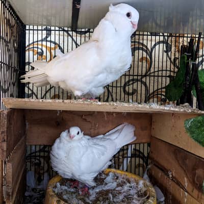 White Chinese Owl Breeder Pigeon Pair
