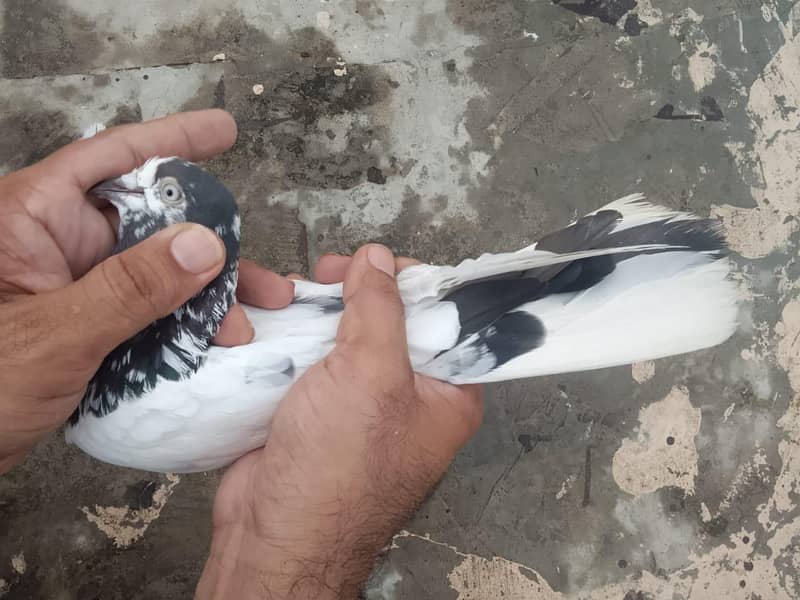 Teddy 0