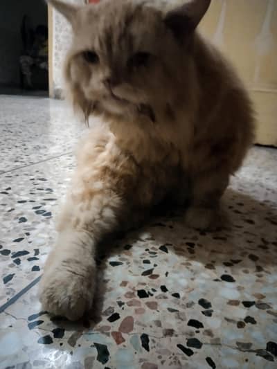 fluffy hairs long tail brown color out class