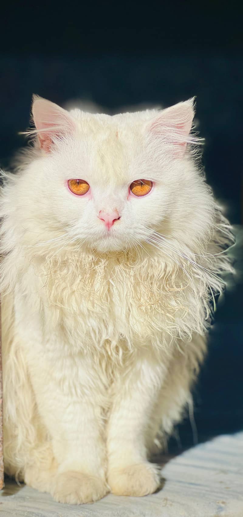 persian cat 0