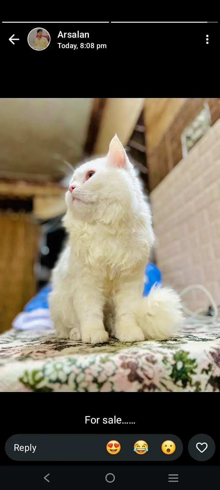 persian cat — photo 2
