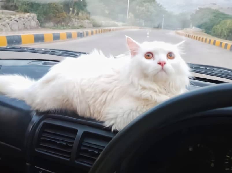 persian cat 2