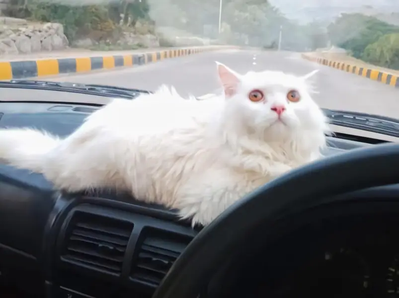persian cat — photo 3