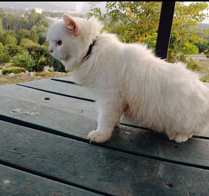 persian cat 3