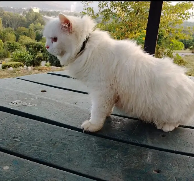 persian cat — photo 4