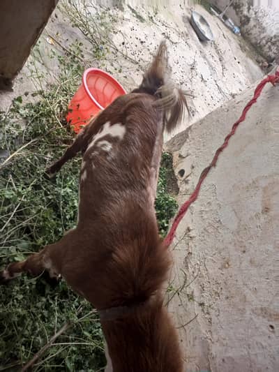 bakra