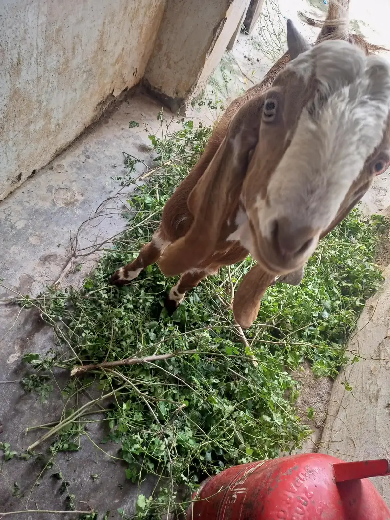 bakra — photo 2