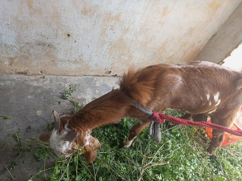 bakra 2