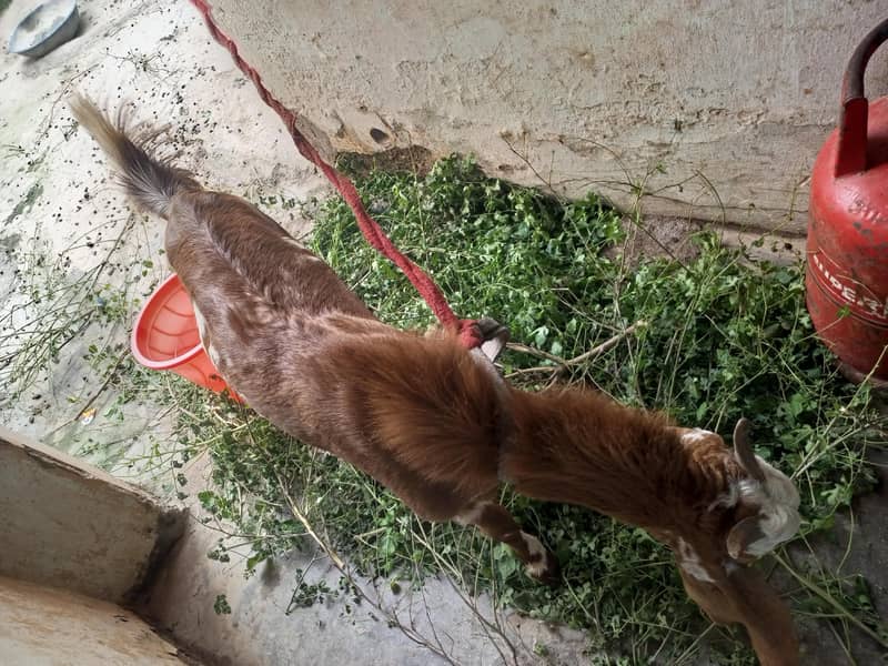bakra 3
