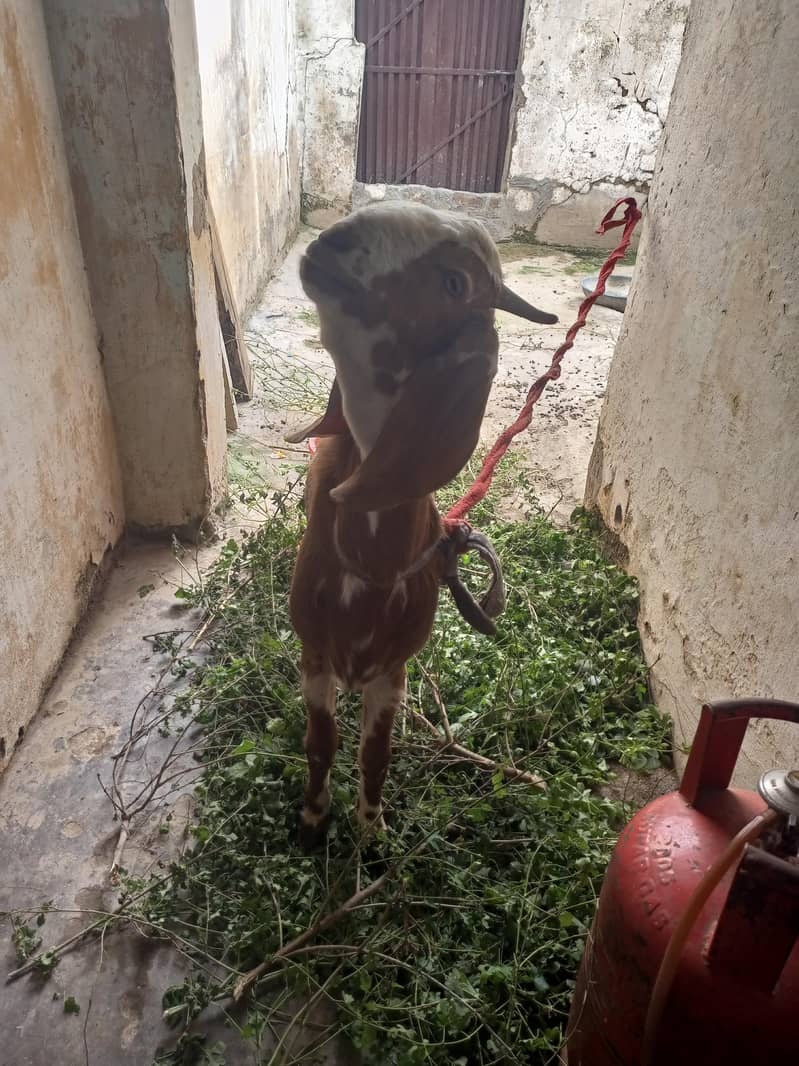 bakra 4