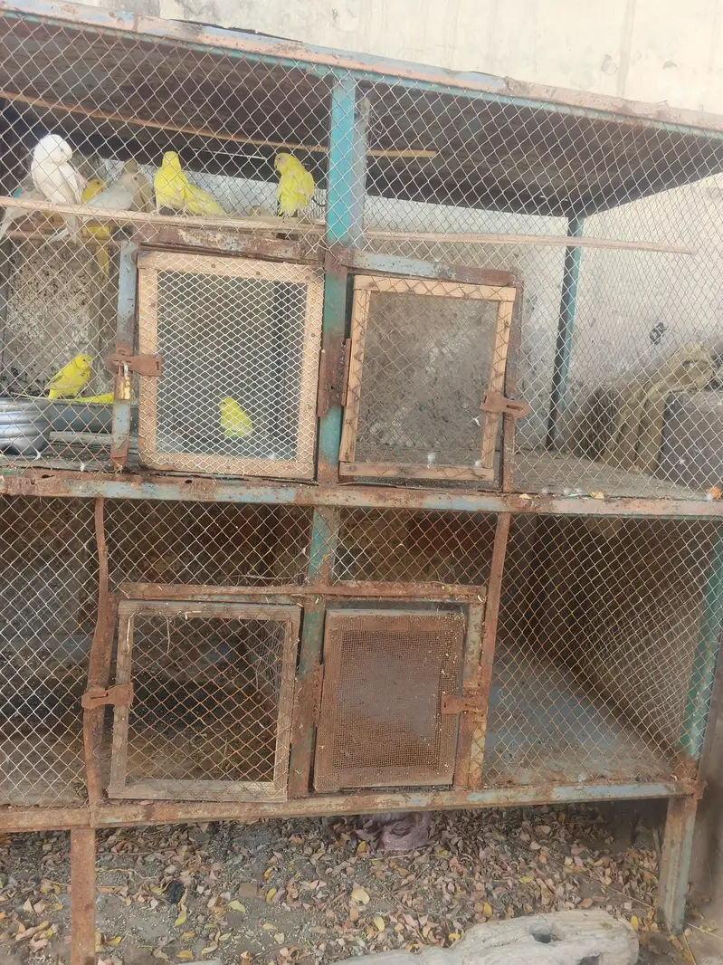 Large 6 Portion Bird Breeding Cage For Sale Shajubad Multan — photo 2