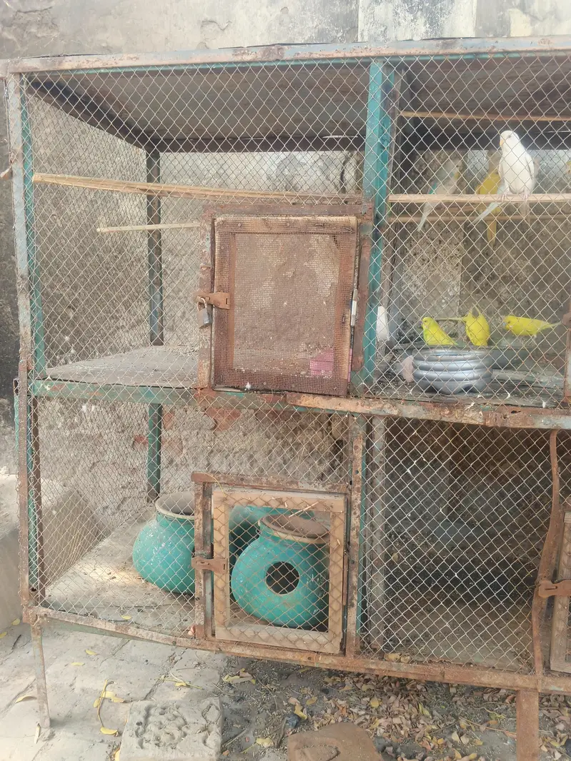 Large 6 Portion Bird Breeding Cage For Sale Shajubad Multan — photo 3