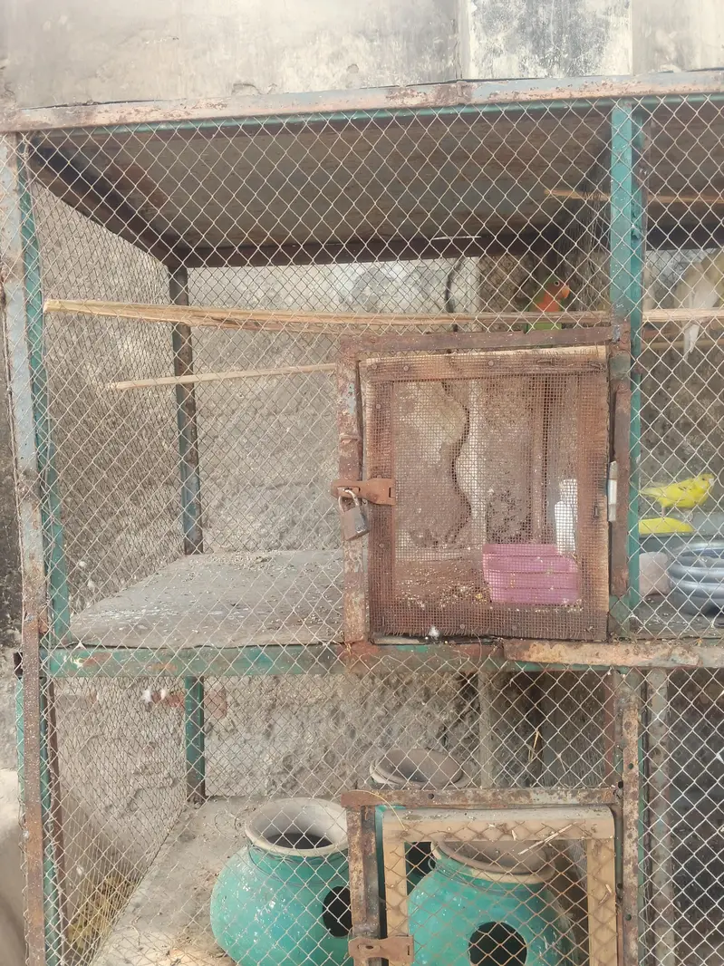 Large 6 Portion Bird Breeding Cage For Sale Shajubad Multan — photo 4