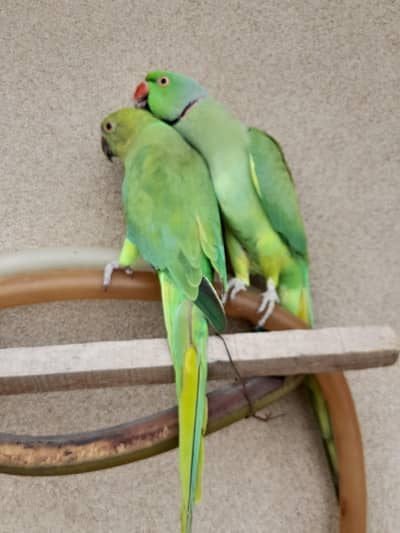 mitho pair ghr ka all ok hai sale krna
