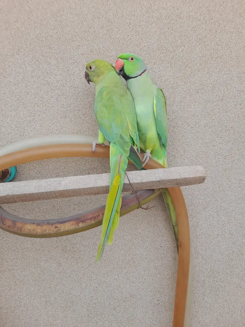 mitho pair ghr ka all ok hai sale krna — photo 4