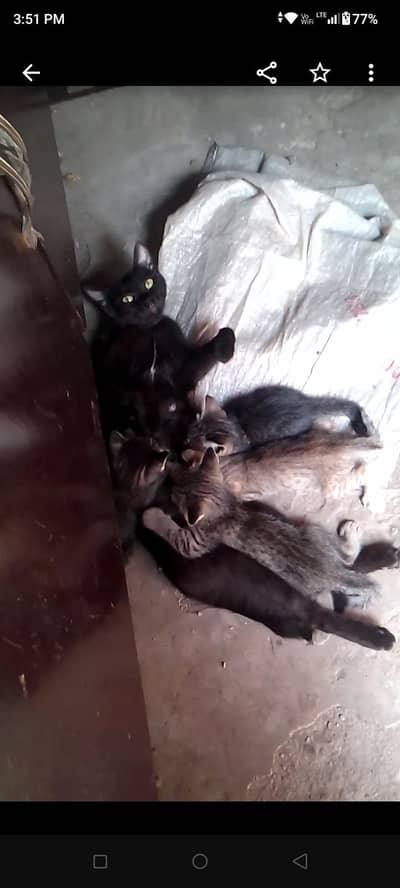 black cat for sale with 4 baby's