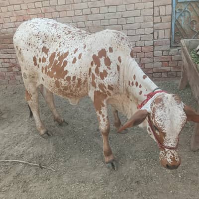 bachari for sale