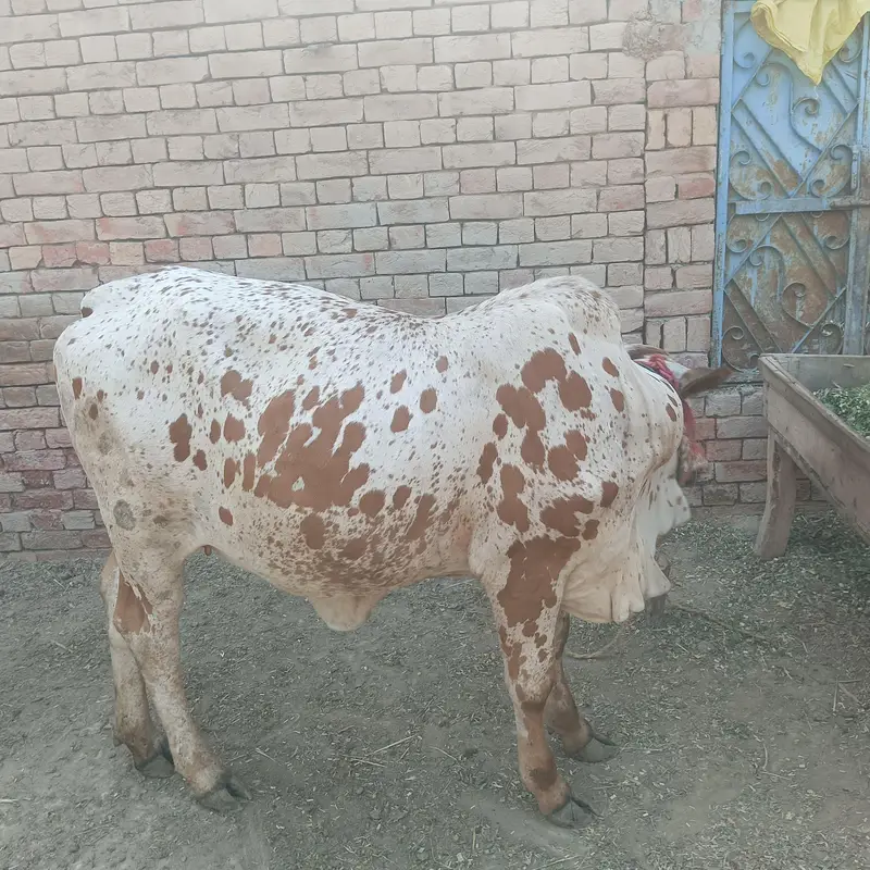 bachari for sale — photo 2