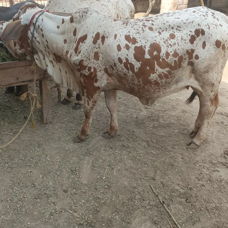 bachari for sale — photo 3