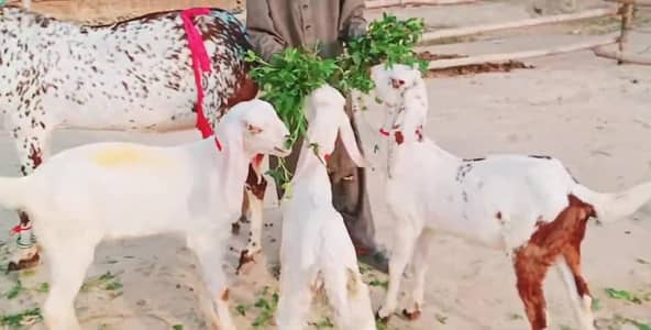 3 bacchon wali bakri for sale call 03225280183