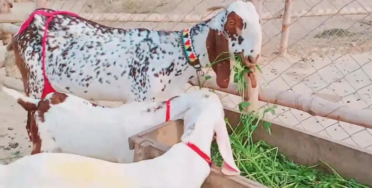 3 bacchon wali bakri for sale call 03225280183 — photo 3