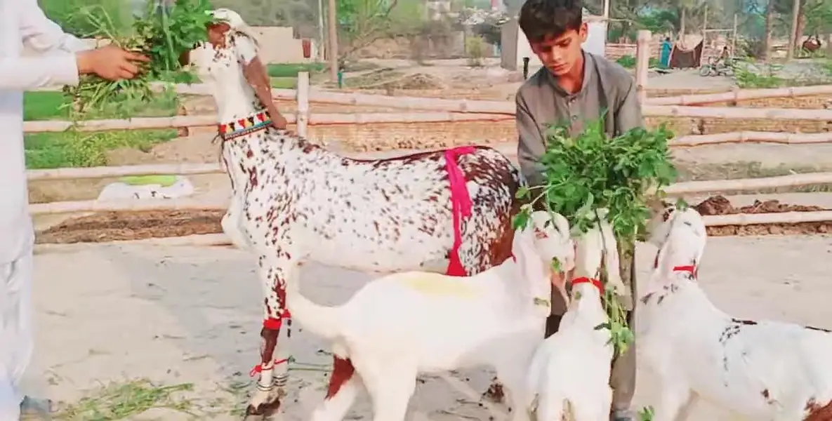 3 bacchon wali bakri for sale call 03225280183 — photo 4