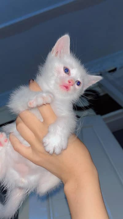 White Persian cat