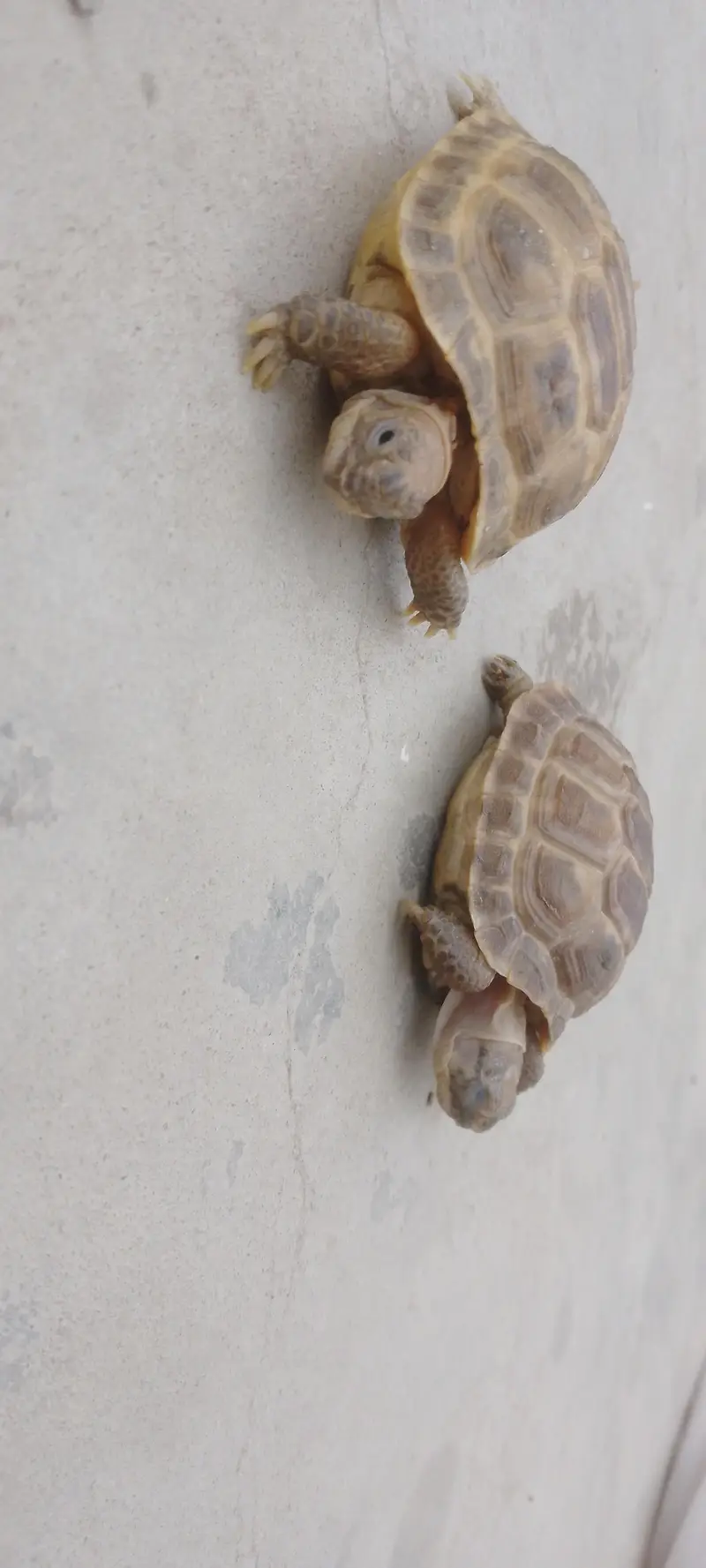 Russian Tortoise Pair — photo 7